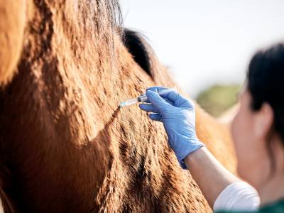 RFID animal tracking India process — veterinarian reading RFID ear tag on cattle with handheld reader at vaccination camp