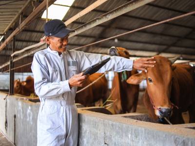 RFID livestock tracking India — sheep and goat herd with RFID ear tags in Rajasthan countryside